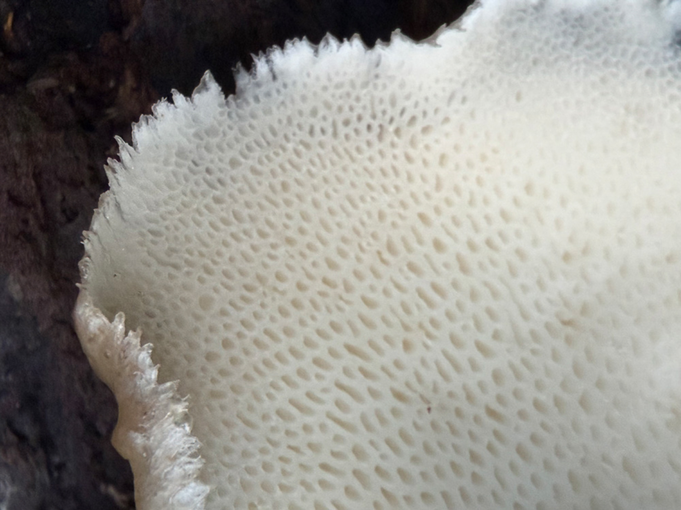 Photo © Sarah Ebdon Polyporus tuberaster by Sarah Ebdon